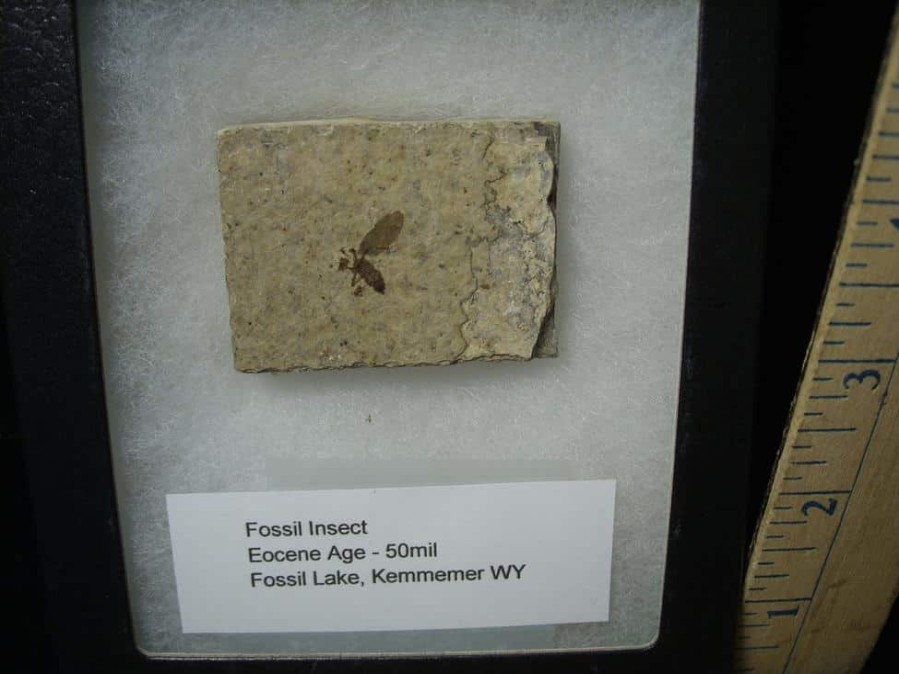 Fossil Insects StonesBones | Fossilized Insect (122823A) - The Stones & Bones Collection