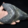 Collector'S Choice StonesBones | 7 Inch Fossil Megalodon Shark Tooth (041223H) - The Stones & Bones Collection