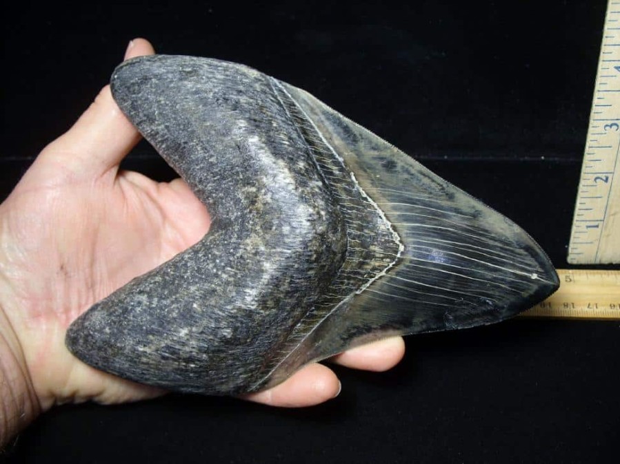 Collector'S Choice StonesBones | 7 Inch Fossil Megalodon Shark Tooth (041223H) - The Stones & Bones Collection