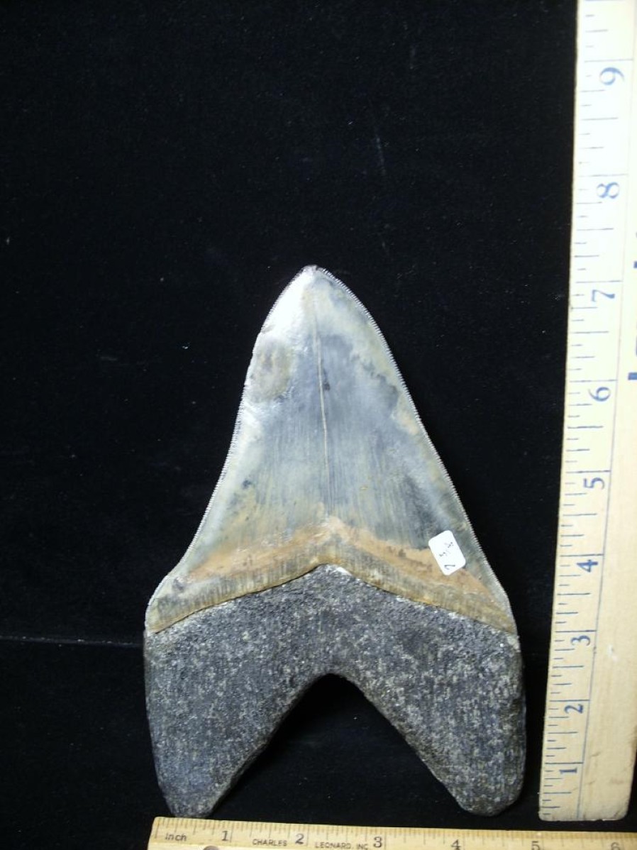 Collector'S Choice StonesBones | 7 Inch Fossil Megalodon Shark Tooth (041223H) - The Stones & Bones Collection