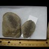 Plant Fossils StonesBones | Mazon Creek Fern Fossil Nodule (110922H) - The Stones & Bones Collection