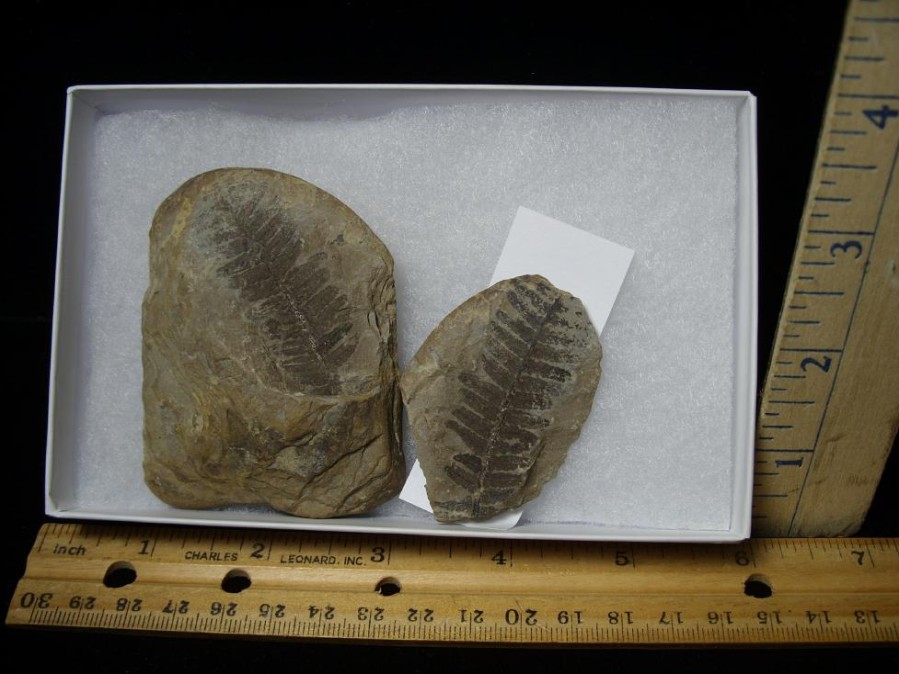 Plant Fossils StonesBones | Mazon Creek Fern Fossil Nodule (110922H) - The Stones & Bones Collection