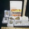 Collection Kits StonesBones | Small Ice Age Fossil Kit (081523P) - The Stones & Bones Collection