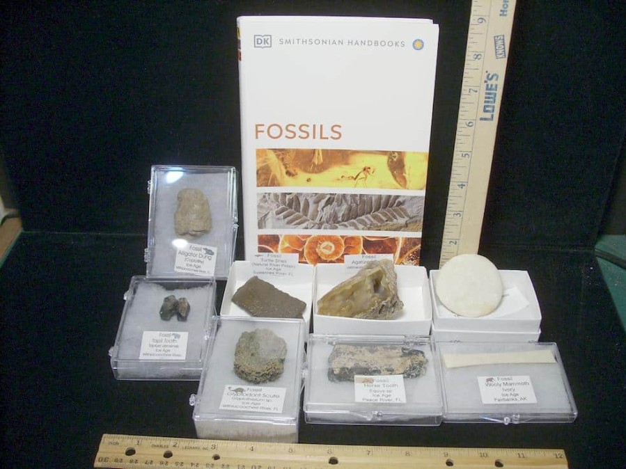 Collection Kits StonesBones | Small Ice Age Fossil Kit (081523P) - The Stones & Bones Collection