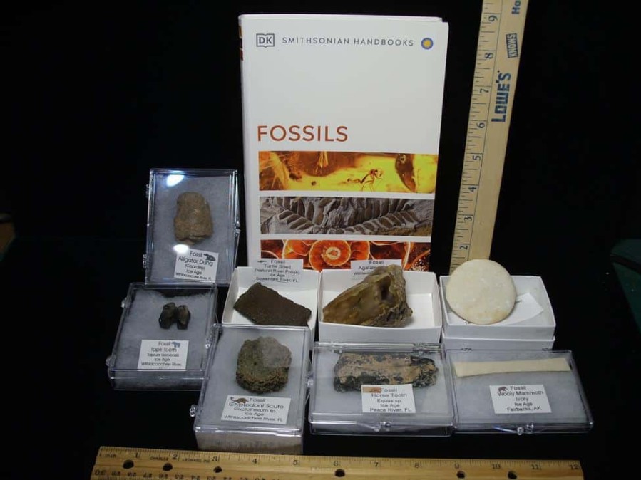 Collection Kits StonesBones | Small Ice Age Fossil Kit (081523P) - The Stones & Bones Collection