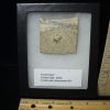 Fossil Insects StonesBones | Fossilized Insect (122823B) - The Stones & Bones Collection