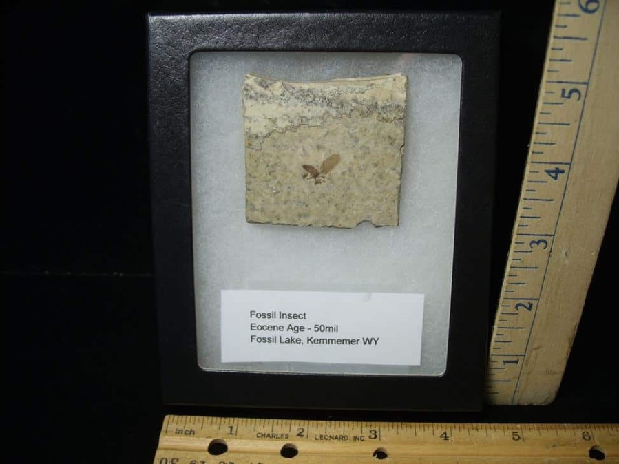 Fossil Insects StonesBones | Fossilized Insect (122823B) - The Stones & Bones Collection