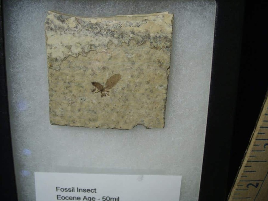 Fossil Insects StonesBones | Fossilized Insect (122823B) - The Stones & Bones Collection