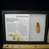 Dinosaur Claws & Teeth StonesBones | Large Authentic Spinosaurus Dinosaur Tooth (052123G) - The Stones & Bones Collection