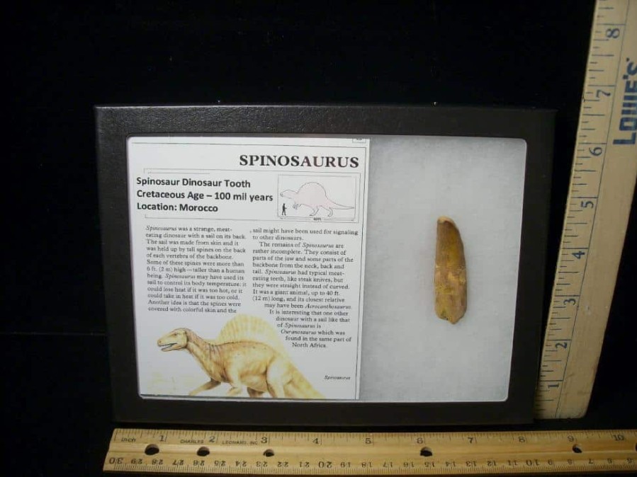 Dinosaur Claws & Teeth StonesBones | Large Authentic Spinosaurus Dinosaur Tooth (052123G) - The Stones & Bones Collection