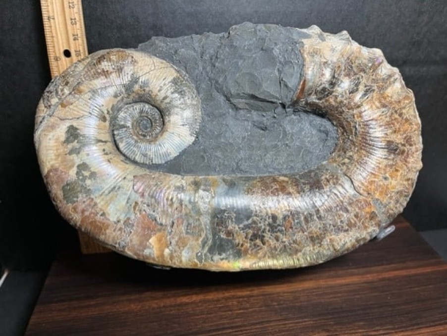 Collector'S Choice StonesBones | Ancyloceras Ammonite (012823M) - The Stones & Bones Collection