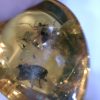 Amber StonesBones | Dominican Amber Specimen With Wasp & Fly (022323H)....."On Hold " - The Stones & Bones Collection