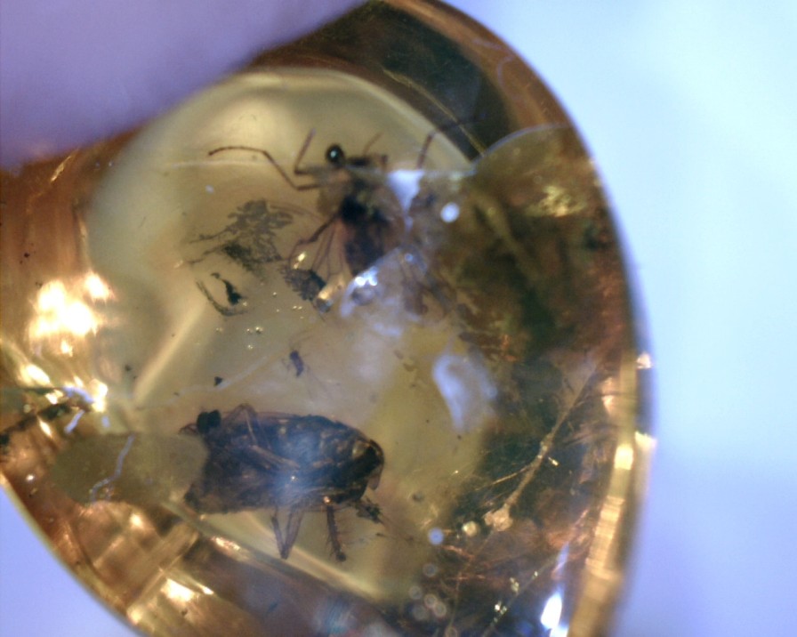 Amber StonesBones | Dominican Amber Specimen With Wasp & Fly (022323H)....."On Hold " - The Stones & Bones Collection