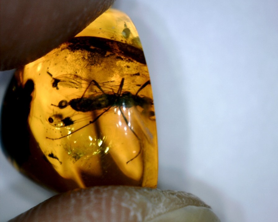 Amber StonesBones | Dominican Amber Specimen With Wasp & Fly (022323H)....."On Hold " - The Stones & Bones Collection