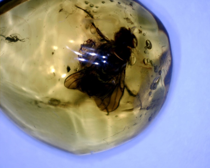 Amber StonesBones | Dominican Amber Specimen With Excellent Fly (091822G) - The Stones & Bones Collection