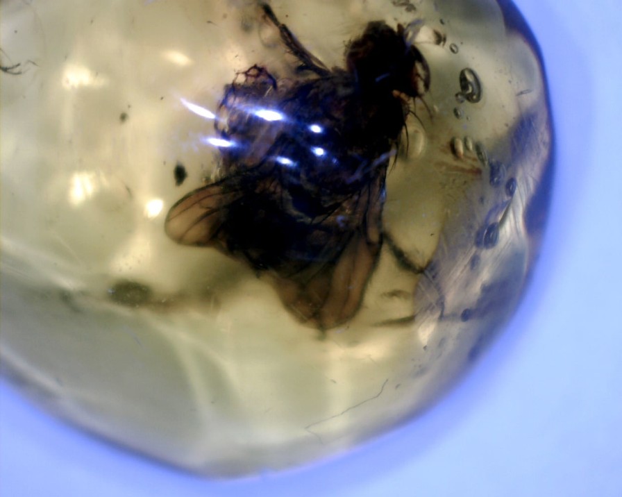 Amber StonesBones | Dominican Amber Specimen With Excellent Fly (091822G) - The Stones & Bones Collection