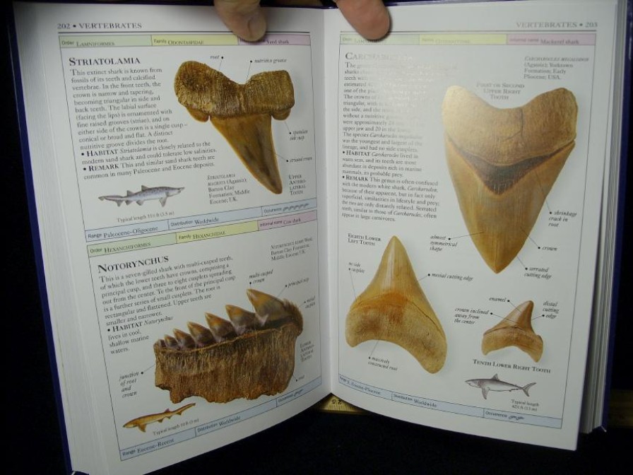 Books & Models StonesBones | Great Fossil Book - Fossils - Smithsonian Handbooks (050102A) - The Stones & Bones Collection