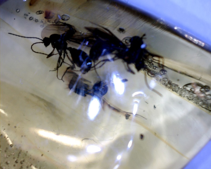 Amber StonesBones | Dominican Amber Specimen With Wasps (032023N) - The Stones & Bones Collection