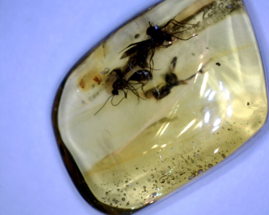 Amber StonesBones | Dominican Amber Specimen With Wasps (032023N) - The Stones & Bones Collection