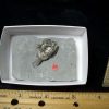 Crinoid Fossils For Sale StonesBones | Indiana Fossil Crinoid (103122B) - The Stones & Bones Collection