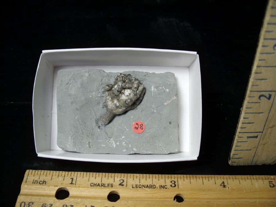 Crinoid Fossils For Sale StonesBones | Indiana Fossil Crinoid (103122B) - The Stones & Bones Collection