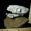 Mammal Fossils StonesBones | Fossil Merycoidodon Oreodont Skull (082723Ct) - The Stones & Bones Collection