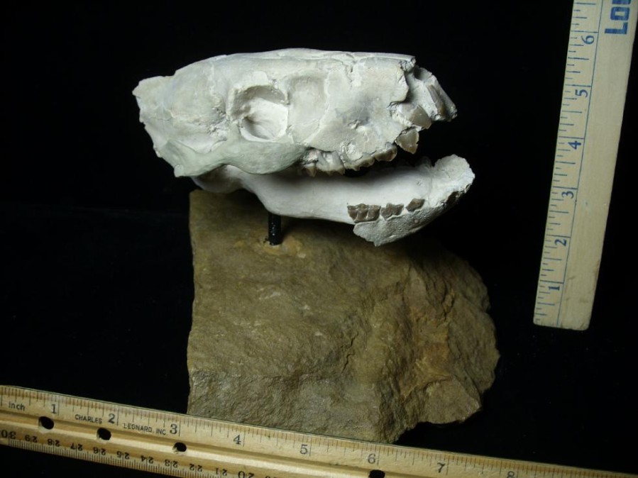 Mammal Fossils StonesBones | Fossil Merycoidodon Oreodont Skull (082723Ct) - The Stones & Bones Collection