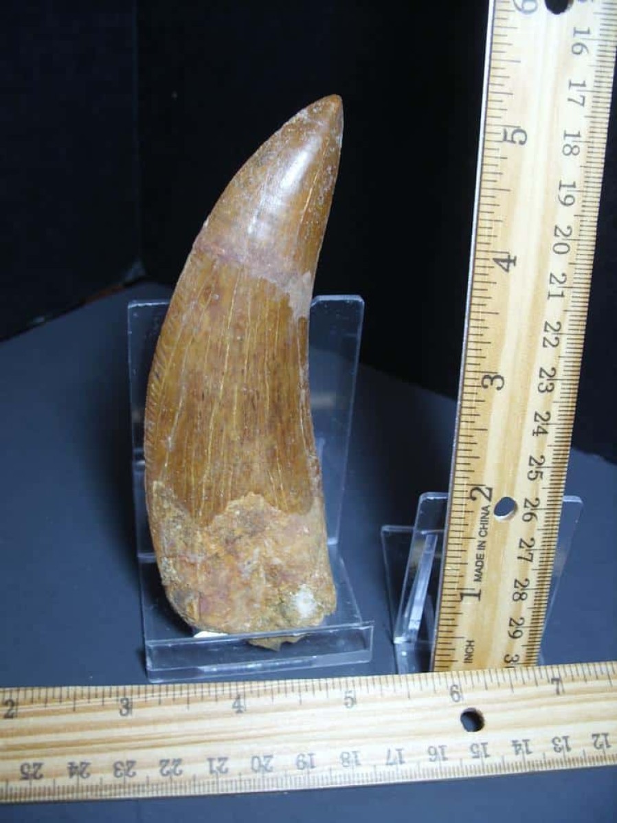 Dinosaurs Bones StonesBones | Charcarodontosaurus Dinosaur Tooth (012024R) - The Stones & Bones Collection