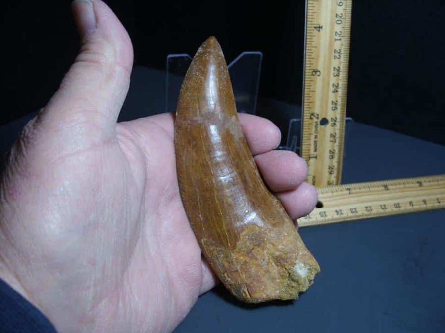 Dinosaurs Bones StonesBones | Charcarodontosaurus Dinosaur Tooth (012024R) - The Stones & Bones Collection