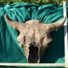 Mammal Fossils StonesBones | Fossil Bison Skull With Horns (011023A) - The Stones & Bones Collection