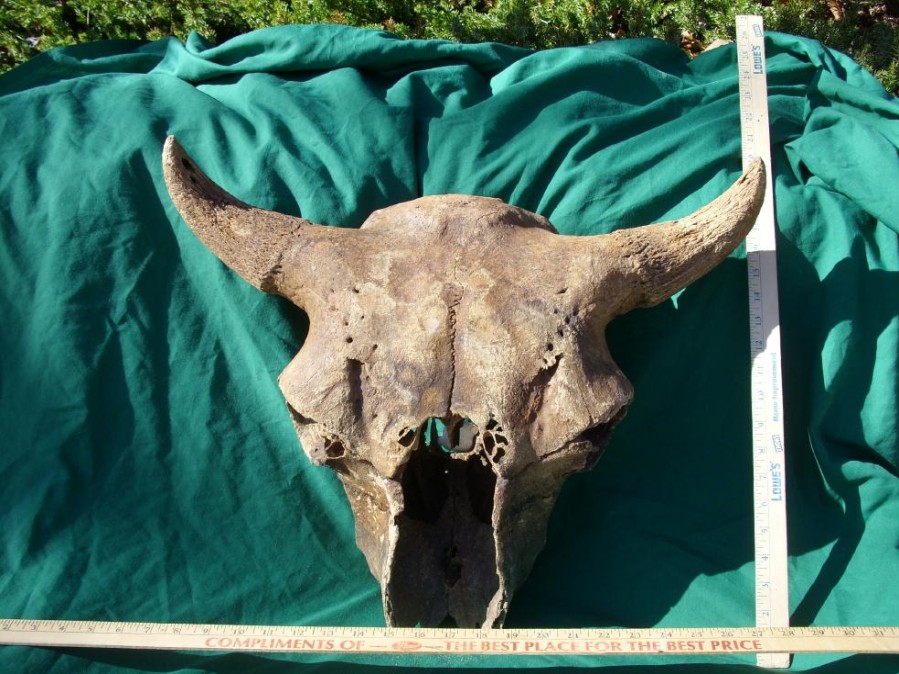 Mammal Fossils StonesBones | Fossil Bison Skull With Horns (011023A) - The Stones & Bones Collection