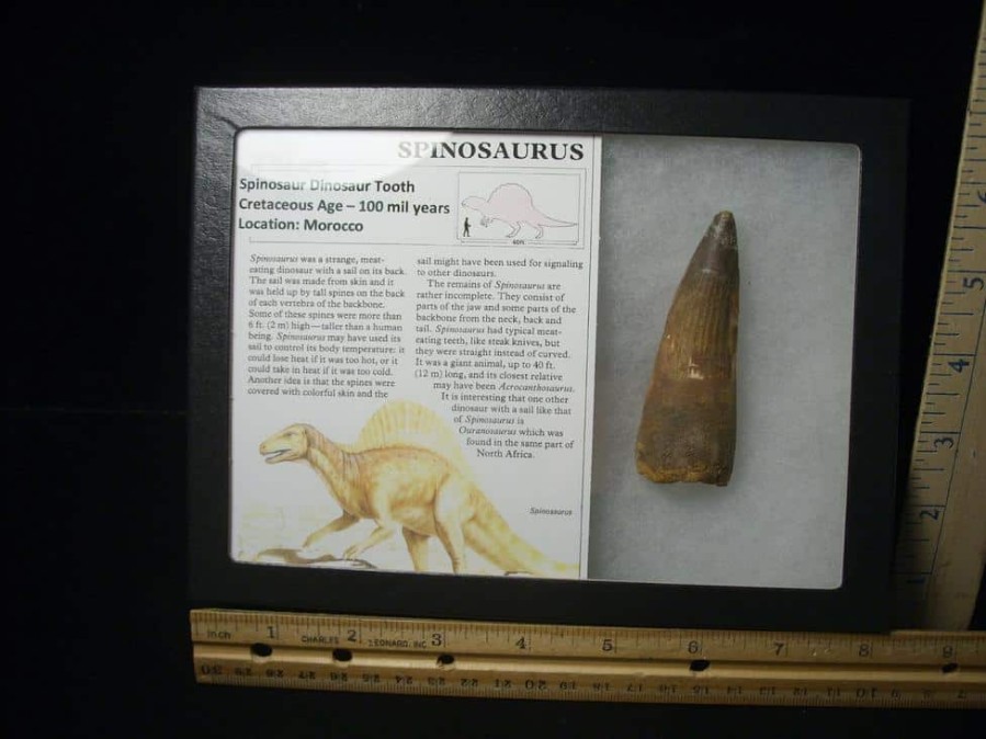 Dinosaur Claws & Teeth StonesBones | Large Authentic Spinosaurus Dinosaur Tooth (122823V) - The Stones & Bones Collection