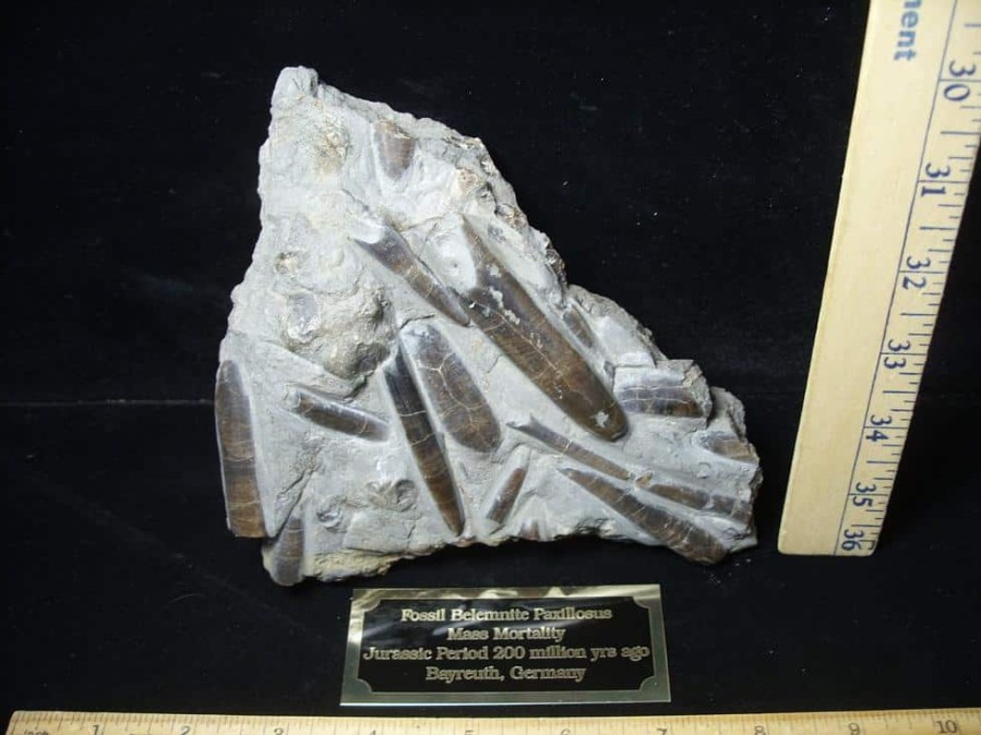 Collector'S Choice StonesBones | Fossil Belemnites (100423F) - The Stones & Bones Collection