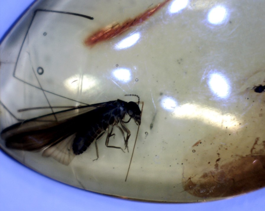 Amber StonesBones | Dominican Amber Specimen With Flying Ant(022423H) - The Stones & Bones Collection