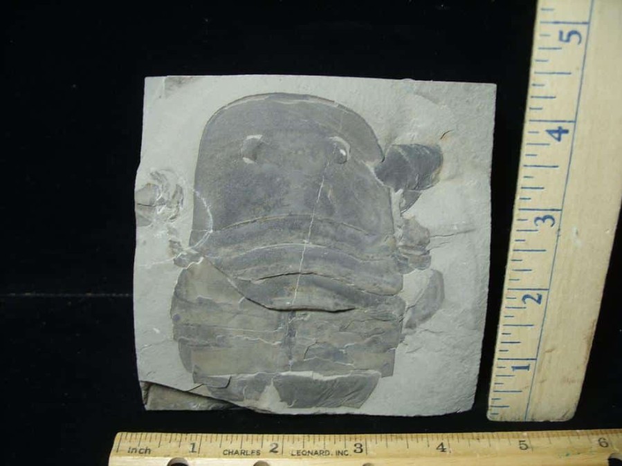 Eurypterids (Sea Scorpions) StonesBones | Partial Eurypterid Specimen (110723A) - The Stones & Bones Collection