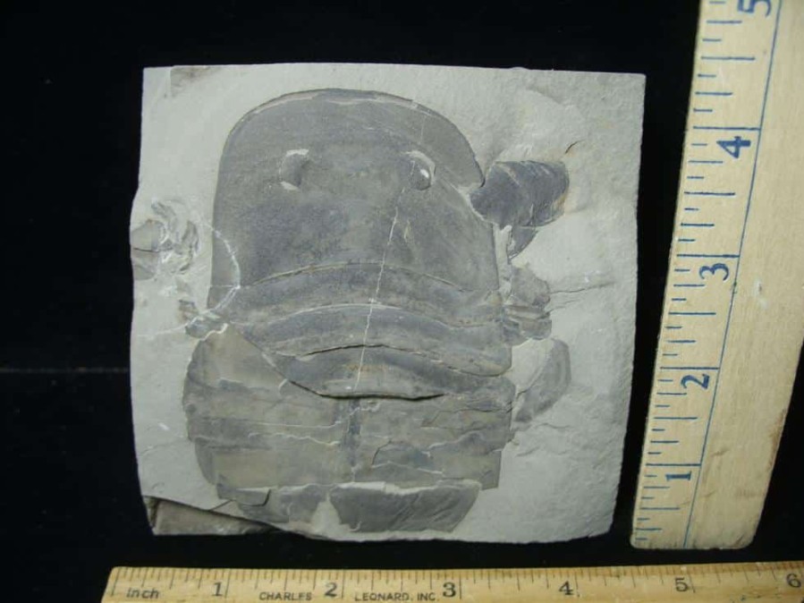 Eurypterids (Sea Scorpions) StonesBones | Partial Eurypterid Specimen (110723A) - The Stones & Bones Collection