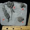 Crinoid Fossils For Sale StonesBones | Indiana Fossil Crinoids (103122A) - The Stones & Bones Collection