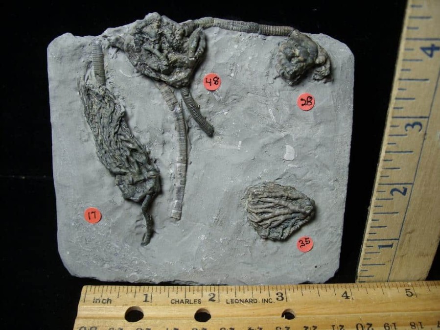 Crinoid Fossils For Sale StonesBones | Indiana Fossil Crinoids (103122A) - The Stones & Bones Collection