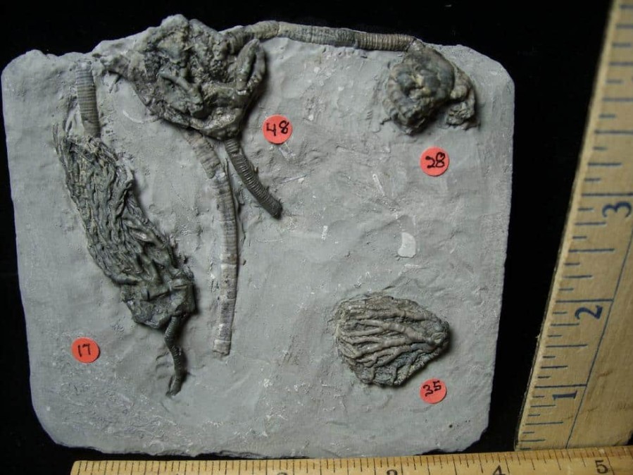 Crinoid Fossils For Sale StonesBones | Indiana Fossil Crinoids (103122A) - The Stones & Bones Collection