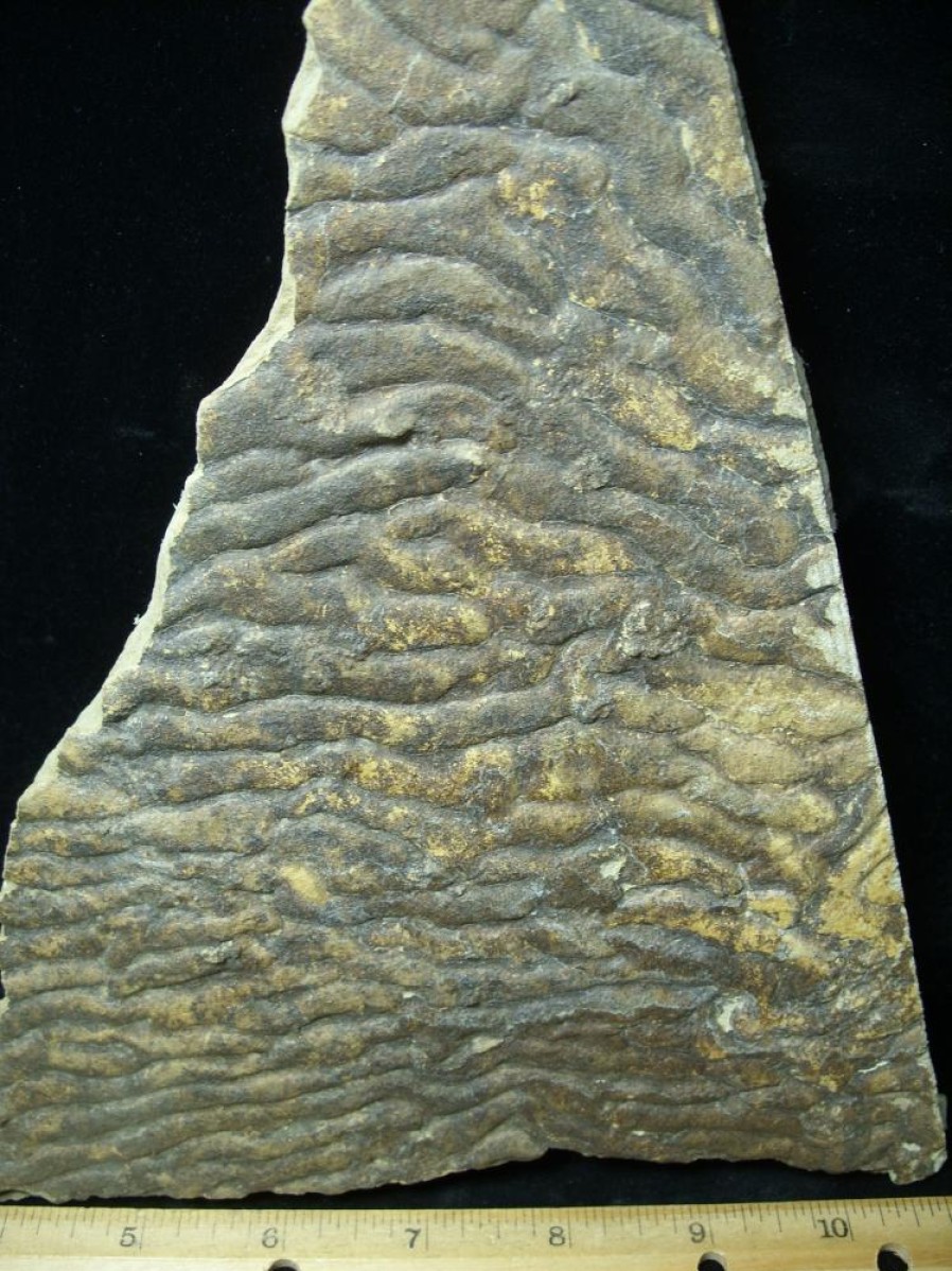 Oddities StonesBones | Fossilized Stromatolites (050723B) - The Stones & Bones Collection