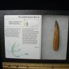 Dinosaur Claws & Teeth StonesBones | Plesiosaurus Dinosaur Tooth (123023A) - The Stones & Bones Collection