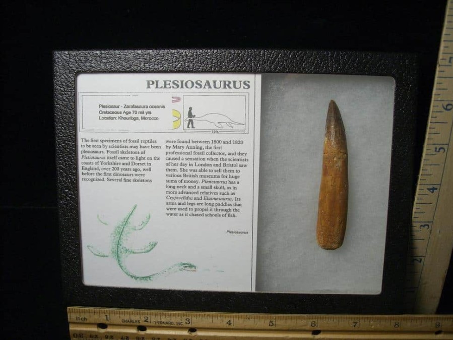 Dinosaur Claws & Teeth StonesBones | Plesiosaurus Dinosaur Tooth (123023A) - The Stones & Bones Collection