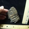 Mammal Fossils StonesBones | Partial Mammoth Baby Molar (100423H) - The Stones & Bones Collection