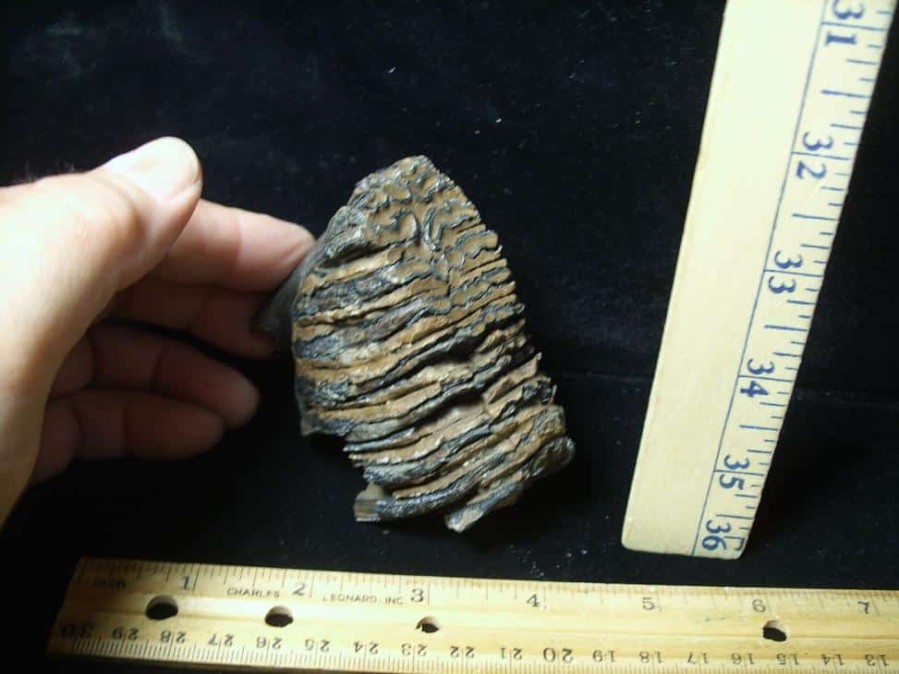 Mammal Fossils StonesBones | Partial Mammoth Baby Molar (100423H) - The Stones & Bones Collection