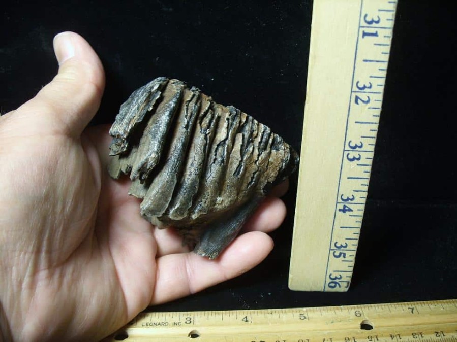 Mammal Fossils StonesBones | Partial Mammoth Baby Molar (100423H) - The Stones & Bones Collection