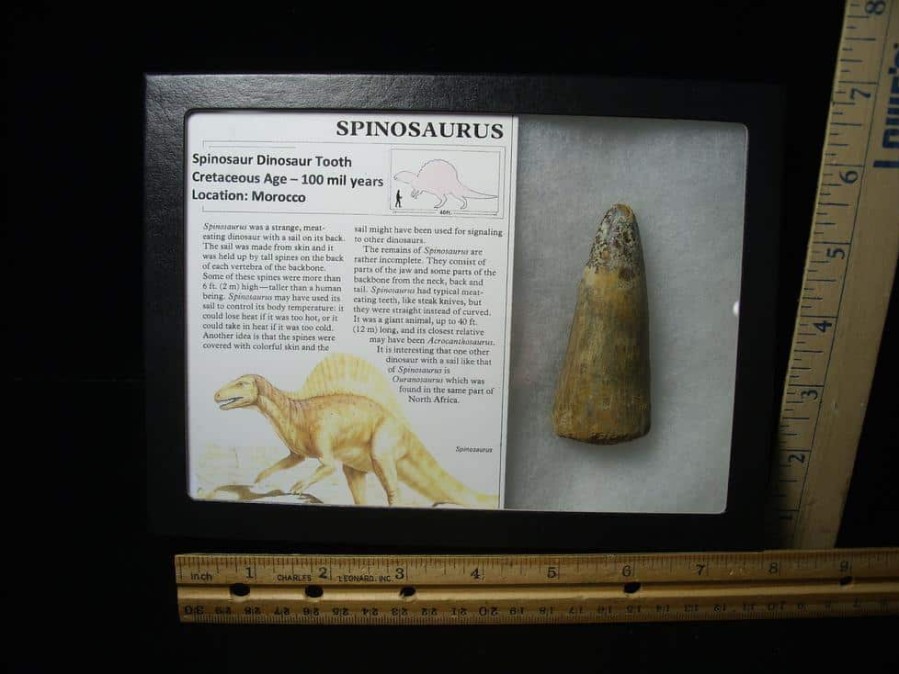 Dinosaur Claws & Teeth StonesBones | Large Authentic Spinosaurus Dinosaur Tooth (122823N) - The Stones & Bones Collection