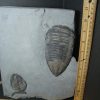 Close Out Specials StonesBones | Trimerus Fossilized Trilobite (102022D)* "Special - Below Dealer Cost " * - The Stones & Bones Collection