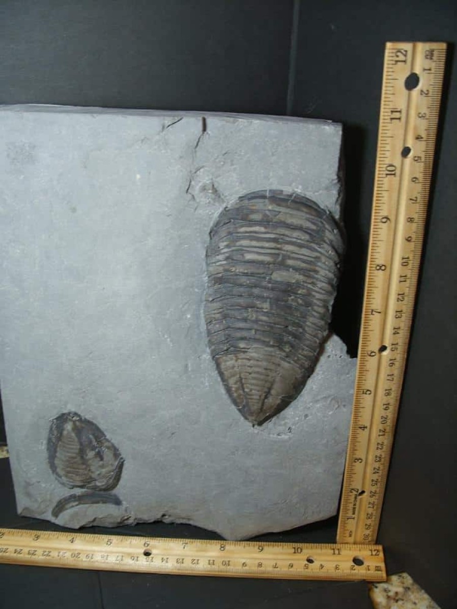 Close Out Specials StonesBones | Trimerus Fossilized Trilobite (102022D)* "Special - Below Dealer Cost " * - The Stones & Bones Collection