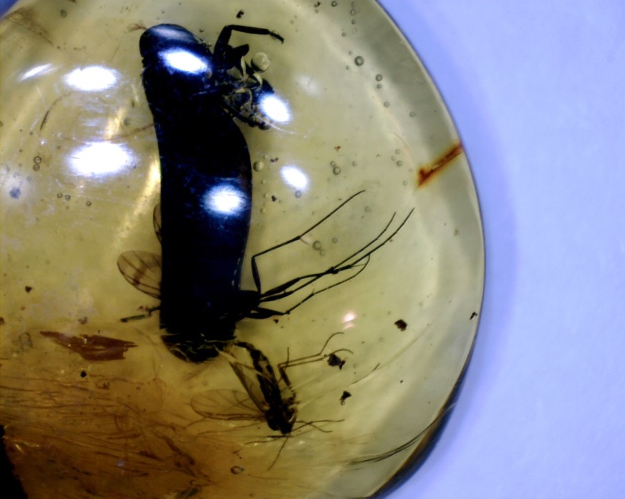 Amber StonesBones | Dominican Amber Specimen With Two Mosquitos & Locust (022423F) - The Stones & Bones Collection