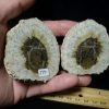 Plant Fossils StonesBones | Sliced Araucaria Cone (103322A) - The Stones & Bones Collection